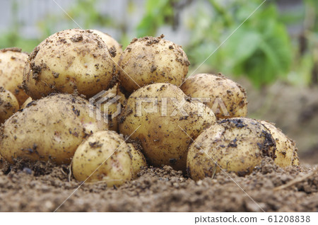 收穫土豆 61208838
