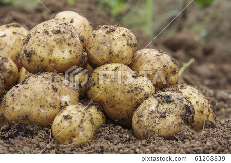 收穫土豆 61208839