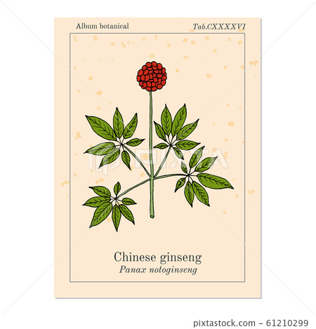 Chinese ginseng Panax notoginseng , or three-seven root, medicinal plant 61210299