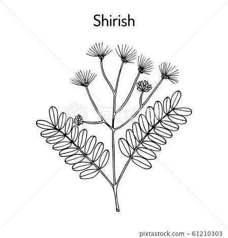 Shirish albizia lebbeck , or lebbek tree, medicinal plant Shirish albizia lebbeck , or lebbek tree, medicinal plant 61210303