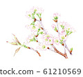 櫻桃樹 櫻桃樹 61210569