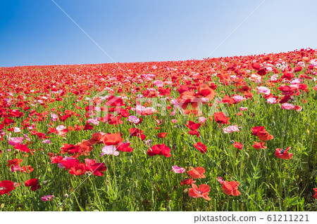 Heavenly Poppy Field 3 Heavenly Poppy Field 3 61211221