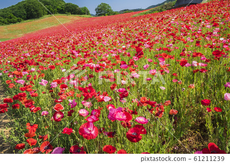 Heavenly Poppy Field 11 61211239