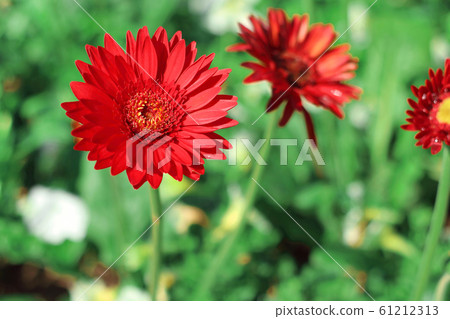 Beautiful red gerbera daisy flower blooming in the garden with blurred background. Beautiful red gerbera daisy flower blooming in the garden with blurred background. 61212313