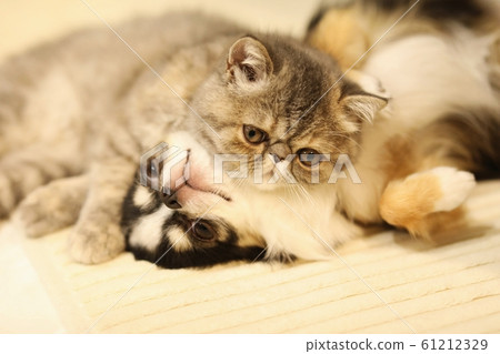 Chihuahua and exotic shorthair 61212329