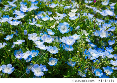 喜林草 喜林草 61212415