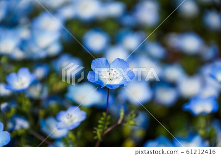 喜林草 喜林草 61212416