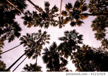 Taraw palm (Livistona saribus) forest against sky in evening Taraw palm (Livistona saribus) forest against sky in evening 61212428