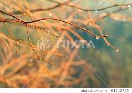 Beautiful frame of nature. Tree branch with dew drops. 61212795