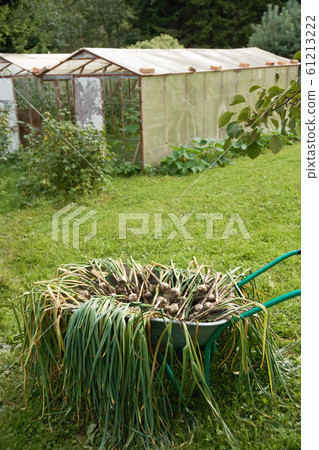 Garlic freshly dug out from the earth drying in wheelbarrow on the personal plot 61213222