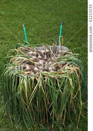 Ripe dirty garlic freshly dug out from the earth drying in wheelbarrow Ripe dirty garlic freshly dug out from the earth drying in wheelbarrow 61213233