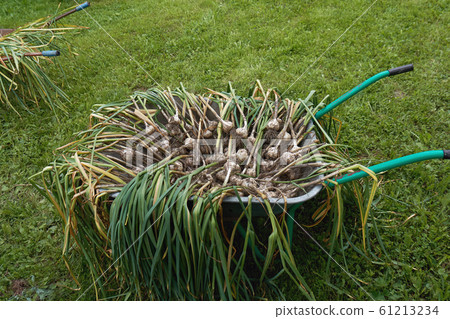 Ripe garlic freshly dug out from the earth drying in wheelbarrow outdoors 61213234