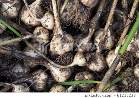 Dirty garlic bulbs freshly dug out from the earth 61213238