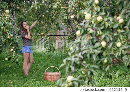 Teenage girl eats an apple just plucked up from an apple tree branch in garden 61213249