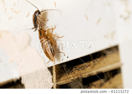 Red cockroaches sitting near a ventilation grille in the kitchen Red cockroaches sitting near a ventilation grille in the kitchen 61213272