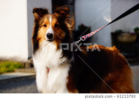 Dog-walking  61213793