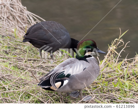 羅紋鴨 羅紋鴨 61213896