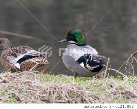 羅紋鴨 羅紋鴨 61213898