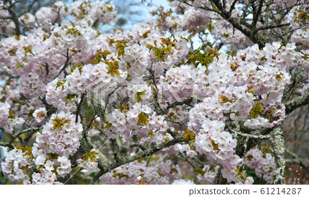 Cherry blossom (hanami) in Yoshino, Japan Cherry blossom (hanami) in Yoshino, Japan 61214287
