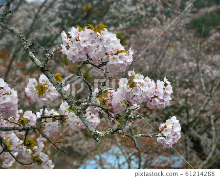 Cherry blossom (hanami) in Yoshino, Japan Cherry blossom (hanami) in Yoshino, Japan 61214288
