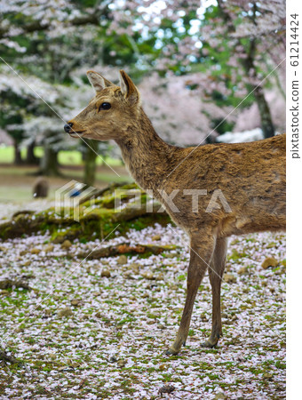 Deer at Nara Park (Japan) in the cherry blossom Deer at Nara Park (Japan) in the cherry blossom 61214424
