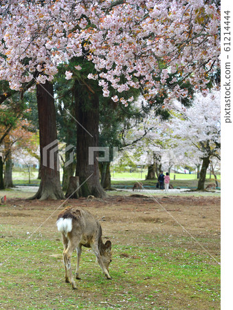Deer at Nara Park (Japan) in the cherry blossom Deer at Nara Park (Japan) in the cherry blossom 61214444