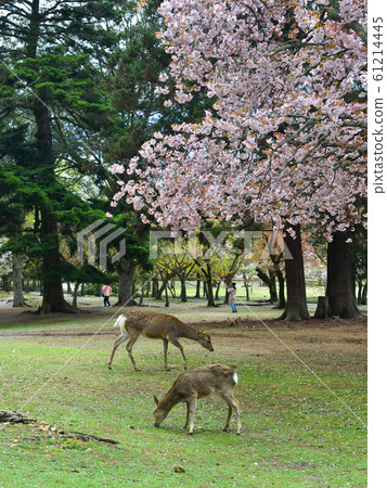 Deer at Nara Park (Japan) in the cherry blossom Deer at Nara Park (Japan) in the cherry blossom 61214445
