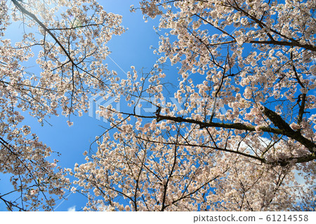 Cherry blossom (hanami) in Kyoto, Japan Cherry blossom (hanami) in Kyoto, Japan 61214558