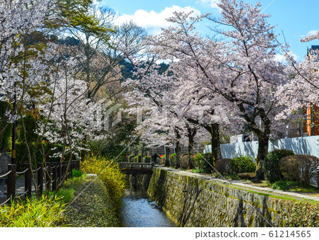 Cherry blossom (hanami) in Kyoto, Japan 61214565
