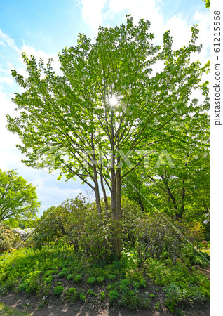 Handkerchief tree 61215568