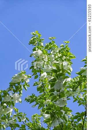 手帕樹 手帕樹 61215593