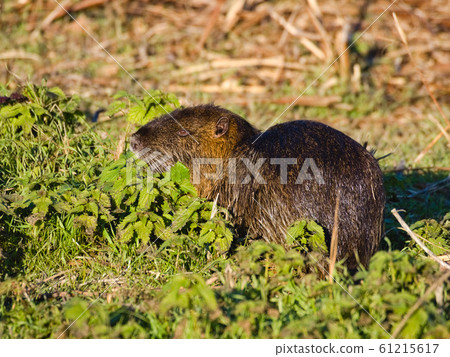 Coypu or Nutria (Myocastor coypus):  a large, herbivorous, semiaquatic rodent with brown fur  feeding near a river in the Italian plain. Its destructive burrowing and feeding habits 61215617