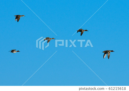 The Eurasian teal, common teal, or Eurasian green-winged teal (Anas crecca) wintering in Italy. The Eurasian teal, common teal, or Eurasian green-winged teal (Anas crecca) wintering in Italy. 61215618