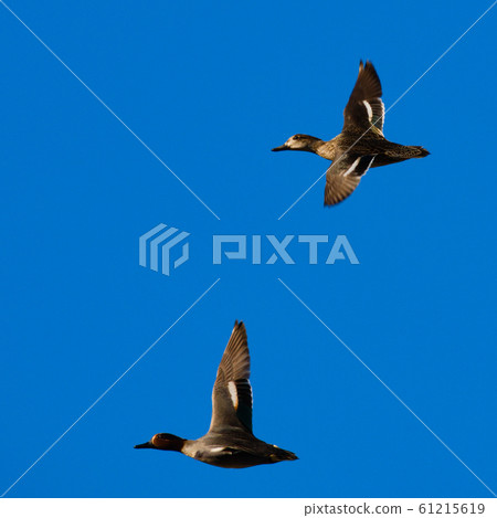 The Eurasian teal, common teal, or Eurasian green-winged teal (Anas crecca) wintering in Italy. The Eurasian teal, common teal, or Eurasian green-winged teal (Anas crecca) wintering in Italy. 61215619