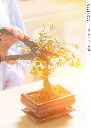 Growing little bonsai tree Growing little bonsai tree 61215730