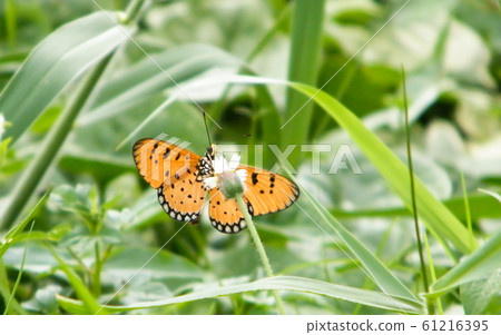 Moth Butterfly (Rhopalocera) Insect Animal on Moth Butterfly (Rhopalocera) Insect Animal on 61216395