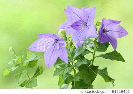 Kikyo blue purple flower nature background 61216401