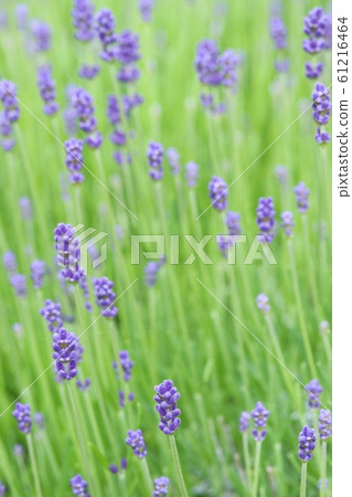 薰衣草藍紫色花 61216464