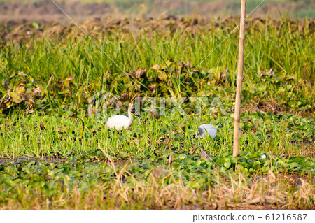 Flock of Little Egret (Egretta garzetta) Small snow white heron  61216587