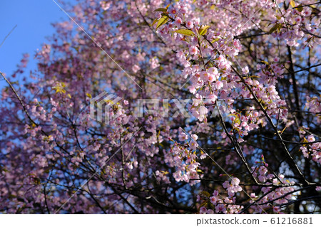 wild himalayan sakura cherry blossom flower. wild himalayan sakura cherry blossom flower. 61216881