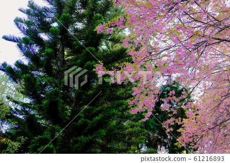 pine tree & wild himalayan sakura cherry blossom pine tree & wild himalayan sakura cherry blossom 61216893