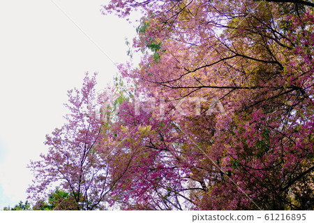 wild himalayan sakura cherry blossom flower. 61216895