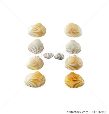 Letter h composed from seashells, isolated on white background 61216985