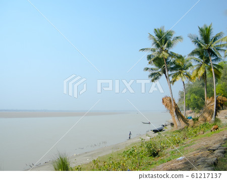 Ganges riverside coastal area near Bay of Bengal. Coconut palm trees on the bank of river basin. 61217137