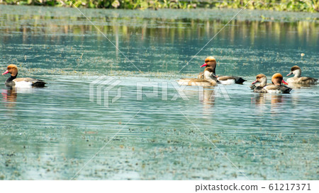 Red crested pochard diving duck bird (Netta rufina) swimming in wetland. 61217371