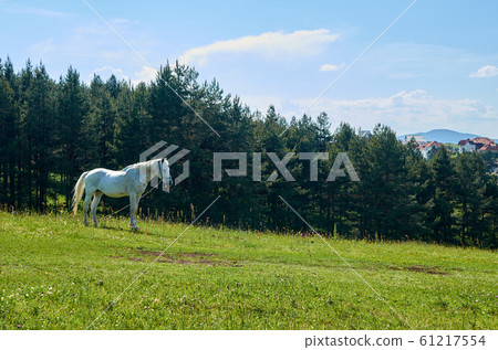 Horse on a field in spring 61217554