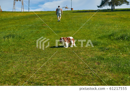 Dog an man walking 61217555