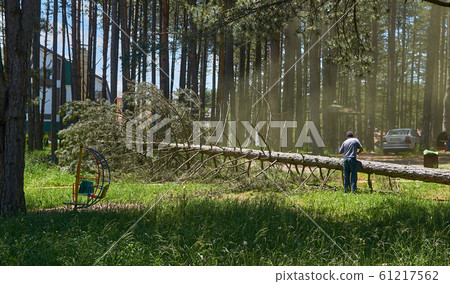 Fallen tree and a lumberjack 61217562