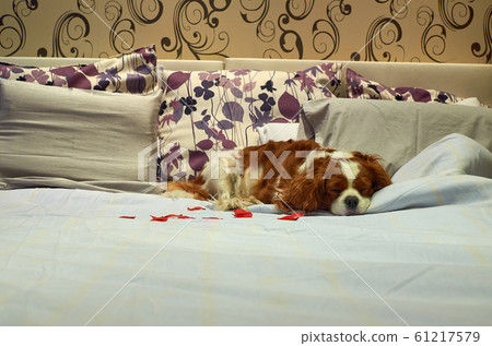 Dog in a pet friendly hotel Dog in a pet friendly hotel 61217579