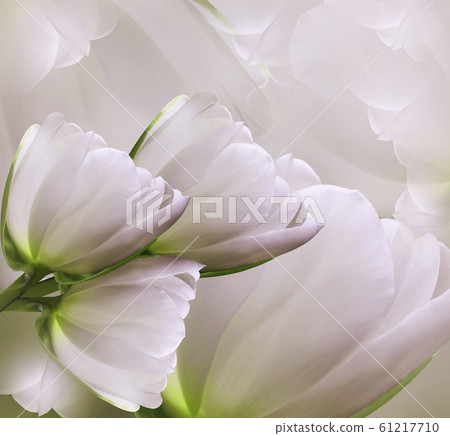 Floral pink-white beautiful background.  Flower 61217710